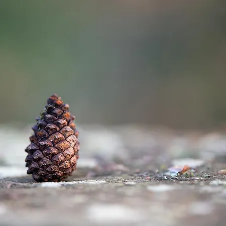 Garden Rock Santillana del Mar