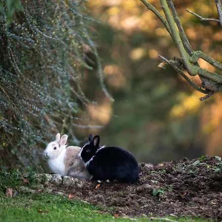 Garden Rock Appartement *