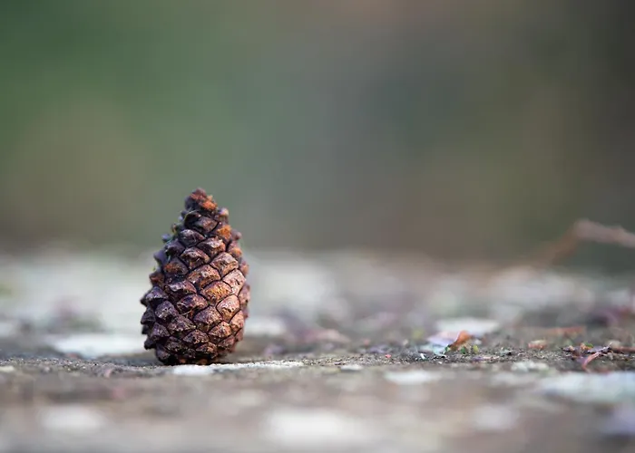 Garden Rock Santillana del Mar