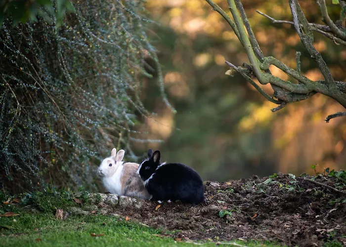 Garden Rock Appartement *